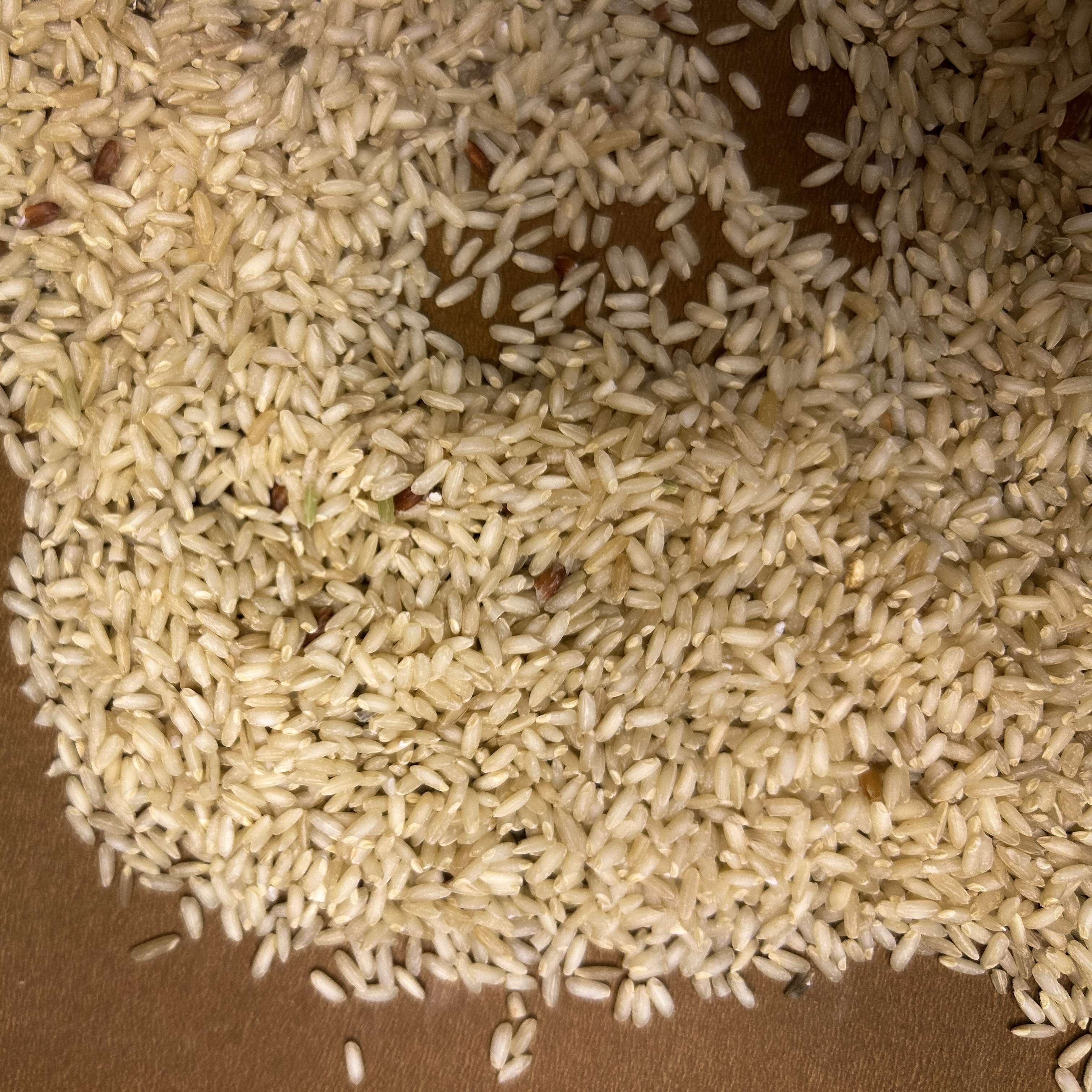 Ratna Chodi - Image 3